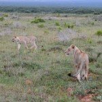 Una travesía por Sudáfrica