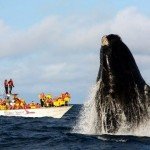 Uruguay avistamiento ballenas