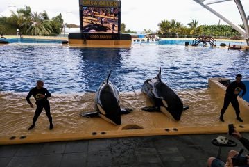 Loro Parque cumple 47 años.