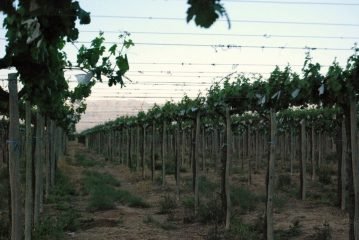 Bodega Valle de La Puerta en la Cumbre Internacional de Parrilleros Chile 2020