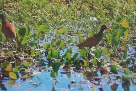 Esteros del Iberá: naturaleza y cultura