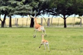 Estancia La Sistina: una experiencia inolvidable