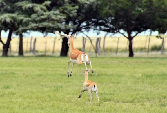 Estancia La Sistina: una experiencia inolvidable
