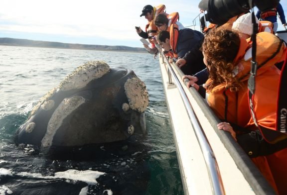 Comienza la temporada  de Ballenas en Puerto  Madryn