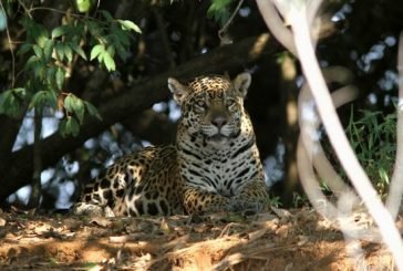 Temaikèn | Carnaval 2023  junto a  los Guardianes de la Naturaleza