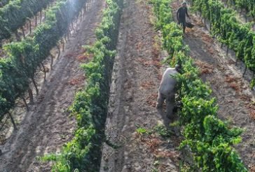 Tragos de autor de la Bodega Jorge Rubio
